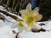 65 Ellebori rialzati dalla neve baciati dal sole